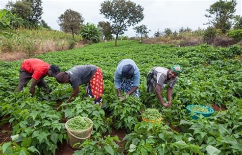  Practical Farming in Nigeria: A Triumphant Ode to Soil and Sustenance